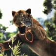 Cabelas DH 2013 Lioness Pouncing